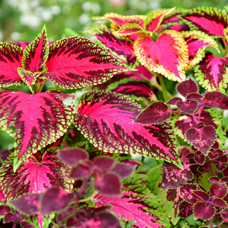 Lime & pink coleus garden plants